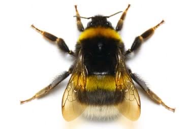 A bumble bee