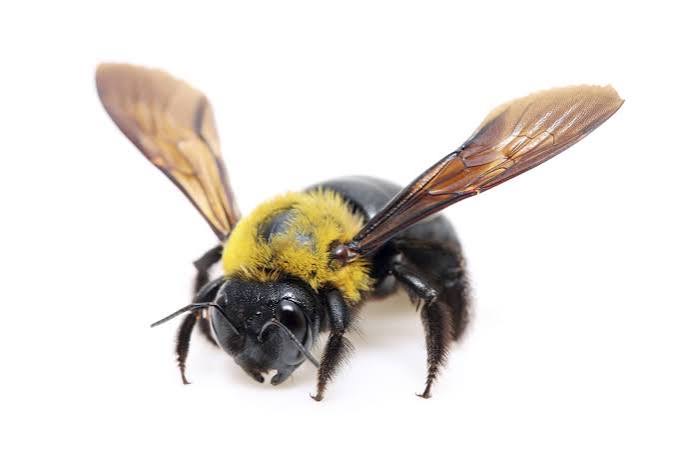 A carpenter bee