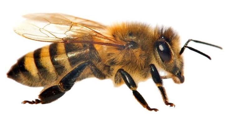 A honey bee