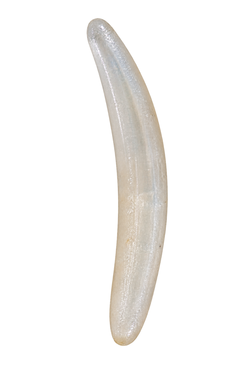 A pearly-white worker honey bee egg seen in extreme macro detail