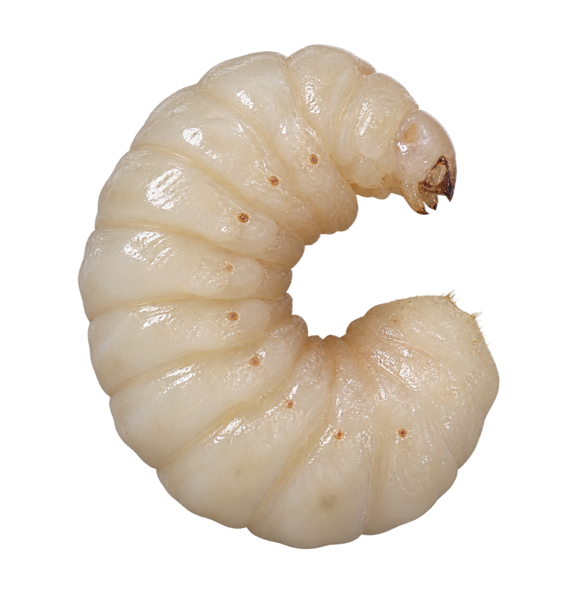 A healthy worker honey bee larva curled in a C shape