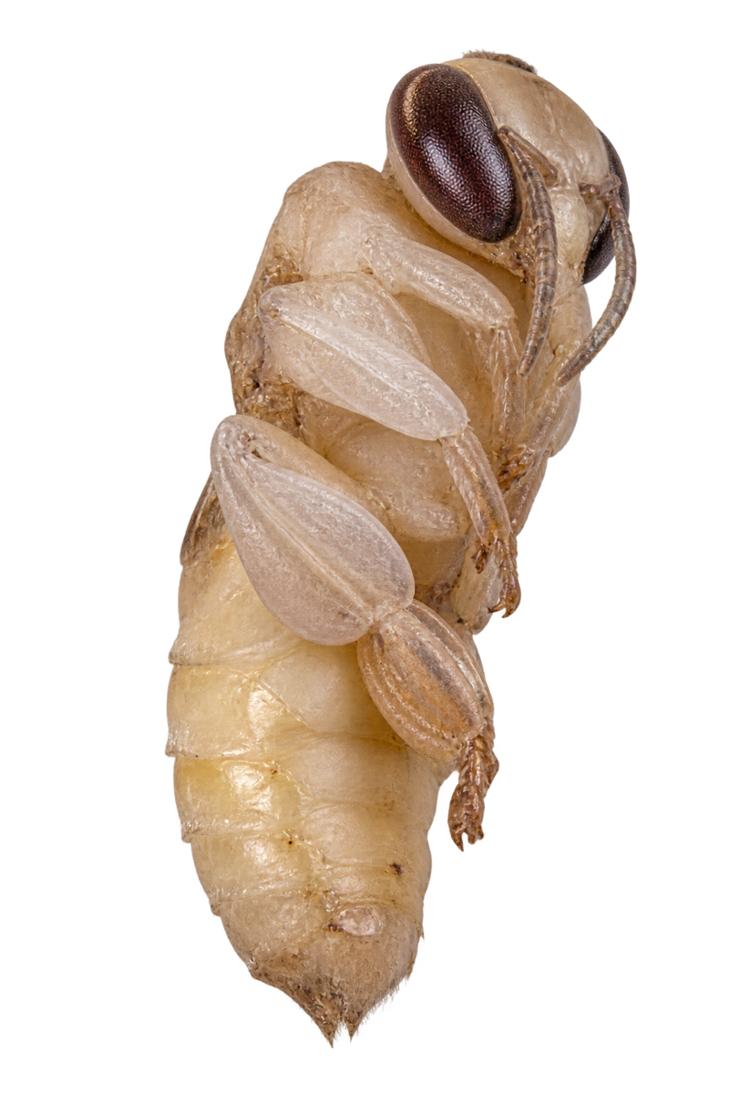 A worker honey bee pupa with folded legs and wing pads