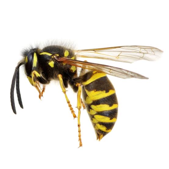 A wasp
